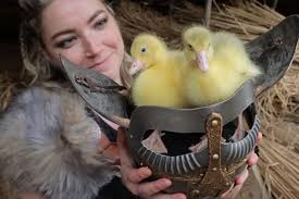 Recalling the life and times of Swan Hunter-built aircraft carrier HMS Ark  Royal