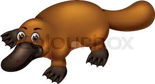 Platypuses lay eggs and seals give live birth; Vector Illustration Of Cute Platypus Stock Vector Colourbox