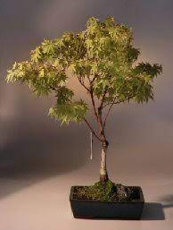Coral bark japanese maple bonsai tree. Japanese Maple Bonsai Tree Acer Palmatum Sango Kaku