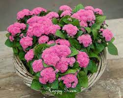 Floss Flower Dwarf Pink 2000 Seeds Ageratum Houstonianum Etsy Flower Seeds Seeds Container Plants