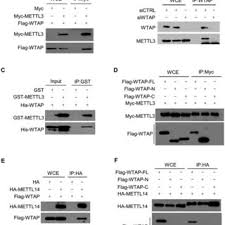Founded in 1996 by mr tetsu nishiyama, aka tet, japanese label wtaps (pronounced 'double taps') has been respected on the streetwear scene for over twenty years. Pdf Mammalian Wtap Is A Regulatory Subunit Of The Rna N6 Methyladenosine Methyltransferase