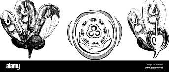 Image result for Pancovia