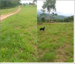 Image result for Eriosema flexuosum