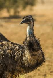Australian Birds That Lay Eggs On The Ground Emu Dromaius Novaehollandiae Wild State Animal Habitats Unique Animals Animals