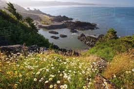 Maybe you would like to learn more about one of these? Oregon United States Of America Summer Flowers Along Yaquina Head On The Oregon Coast Stock Photo Dissolve