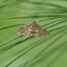 Image result for Dissotis gilgiana