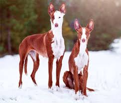 Let us help make your hound puppy dreams. Ibizan Hound Dear Like Dog