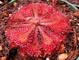 Great savings free delivery / collection on many items. Drosera Capillaris Carnivorous Plant Sundew Garden Insect Eating 80mm Australian Orchid Nursery