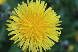 タンポポは偉い 不思議な生態と強い生命力 食べておいしく 数々の効能もnow X 3