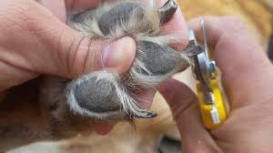 When cutting your dog's nails, it's important not to cut them so much that the quick is impacted.6 x research source. How To Clip Your German Shepherd S Nails Youtube