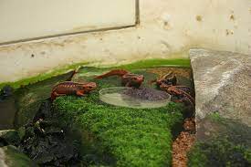 Newts As Pets - An Introduction To Their Care And Feeding