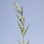 Image result for Polygala erioptera