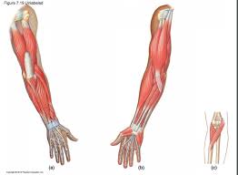 We have got 25 images about unlabeled human body muscle diagram images, photos, pictures, backgrounds, and more. Forearm Diagram Quizlet