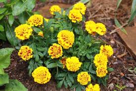 Whether you want to grow truckloads of flowers for mixed bouquets, or interesting ingredients to supplement your floral design business. 20 Can T Kill Flowers For Beginners Easiest Flowers To Grow In The Garden Hgtv