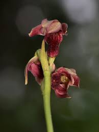 Image result for Eulophia ensata