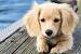 German Shepherd Weiner Dog Mix