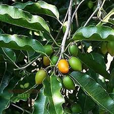 Image result for Mimusops elengi