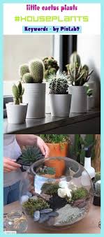 Get the girls who eat carrots neck gaiter and mug. Cactus Kakteen Kleine Petites Plants Little Cactus Plants Little Cactus Plants Kleine Kakteen Small Cactus Plants Indoor Cactus Plants Cactus Plants