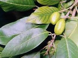 Image result for Terminalia bellirica