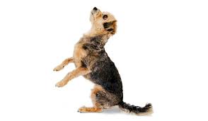 Shop dog food & pet supplies online today. The New Science Of Our Ancient Bond With Dogs Science Smithsonian Magazine