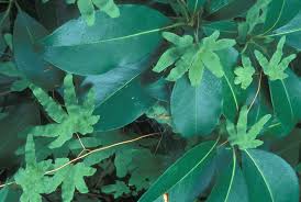 Image result for Lygodium