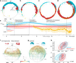 This might seem impossible but with our highly skilled professional writers all your custom essays, book reviews, research papers and other custom tasks you order with us will be of high quality. Position Dependent Organization Of Cell Movement During Early Download Scientific Diagram