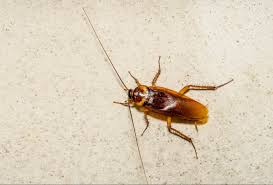 This spray has been created to efficiently kill roaches especially those that live in deep and dark crevices or cracks within the bengal roach spray works on the product philosophy of no odor. Cockroaches Becoming Almost Impossible To Kill With Pesticides Alone National News Us News
