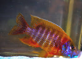 Maybe you would like to learn more about one of these? Imperial Red Shoulder Peacock African Cichlid 2 3 Inches Rfi