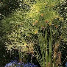 Image result for Cyperus sp. no. 1
