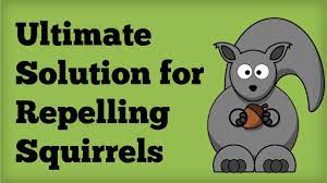 How to determine squirrel activity in your garden. Amazing Squirrel Repellent Best Way To Repel Squirrels Naturally Repelling Rodents Youtube