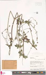 Image result for Ochthocharis dicellandroides