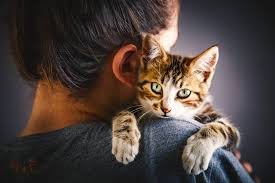 The answer has to do with your pup's animal instinct and pack mentality. Why Is My Independent Cat So Clingy All Of The Sudden