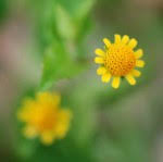 Image result for Pleiotaxis pulcherrima