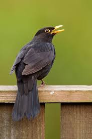 Black Bird With Black Beak Uk Sohnjoo S Photography Black Bird Colorful Birds Beautiful Birds