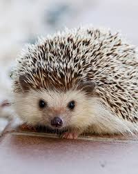 Did You Know Hedgehogs Igel Im Garten Niedliche Igel Und Afrikanischer Weissbauchigel