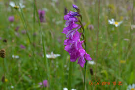 Image result for Gladiolus crassifolius