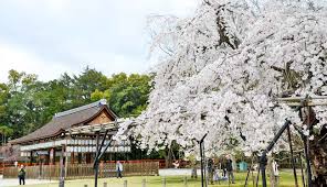 Brighterblooms.com has been visited by 10k+ users in the past month 20 Best Kyoto Cherry Blossom Spots Sakura Hanami Top Tips