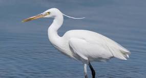Morning with the Birds: A Summer Walk at Alley Pond