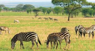 Sampling eureka pendidikan pada suatu penelitian, kita memiliki suatu objek penelitian. Contoh Soal Ipa Pelestarian Makhluk Hidup Kelas Vi Sd Eureka Pendidikan