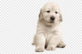 Beyaz Labrador Kopek Beyaz Labrador Kopek Png Pngegg