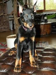 Vand Beauceron Caine De Rasa De Vanzare Beauceron Dog Lovers Puppies