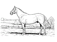 On january 5, 2019 january 5, 2019 by coloring.rocks! Horses Coloring Pages And Printable Activities 1