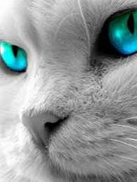 Black And White Cat With Blue Eyes Pin By Janet Harvatt On Eyes Say It All Cat With Blue Eyes Cats And Kittens Black And White Effect
