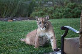 Fred Rothenberg Photo Mountain Lion In Backyard What A Beautiful Creature But Suffering Habitat Loss Mountain Lion Beautiful Creature Creatures