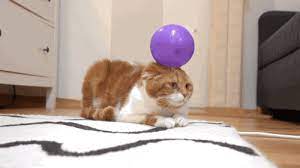 Funny Cat With Statically Charged Balloon On It S Head Cute Cat Gif Cats Cats Doing Funny Things