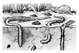 We did not find results for: Schematic Drawing Of Common European Earthworms Lumbricus Terrestris Download Scientific Diagram