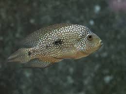 Partager sur twitter partager sur facebook partager sur pinterest. Nama Ikan Biasa Bermula Dengan Huruf T 2021
