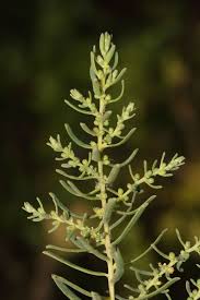 Image result for Suaeda