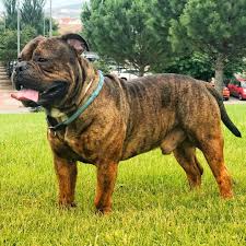Bulldogs were created for the english sport of bull baiting, practiced from approximately 1100 until 1835. The World S 1 Registry And Association For Olde English Bulldogges And All Bully Breeds