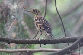 Image result for トラツグミ